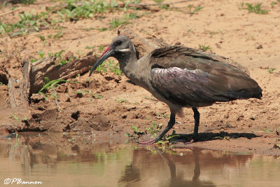 Ibis hagedash, Hadeda Ibis (Réserve Mkhuze, 14 novembre 2007)