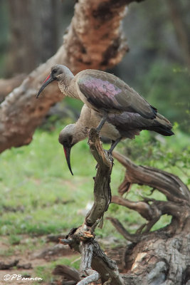 Ibis hagedash, Hadeda Ibis (Rserve Mkhuze, 14 novembre 2007)