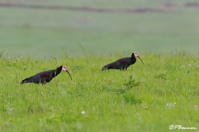 Ibis du Cap, Southern Bald Ibis (Wakkerstroom, 16 novembre 2007)