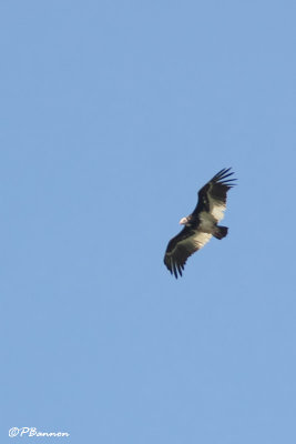 Vautour  tte blanche, White-headed Vulture (Rserve Mkhuze, 14 novembre 2007)