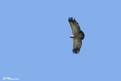 Vautour chasse-fiente, Cape Vulture (Underberg, 10 novembre 2007)