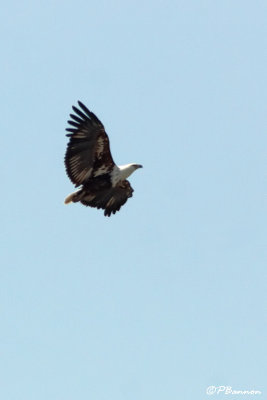 Pygargue vocifre, African Fish-Eagle (Parc Kruger, 20 novembre 2007)