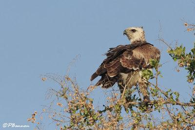 Aigle martial, Martial Eagle (Parc Kruger, 18 novembre 2007)