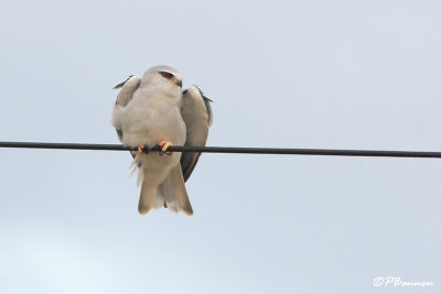 lanion blanc, Black-shouldered Kite (Rserve de Hoop,  4 novembre 2007)