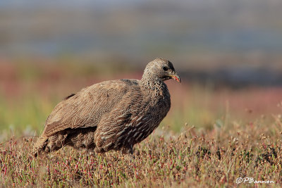 Francolin criard, Cape Francolin (Langebaan, 6 novembre 2007)