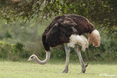 Autruche d'Afrique, Common Ostrich (Rserve de Hoop, 4 novembre 2007)