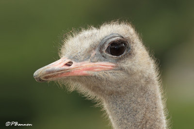 Autruche d'Afrique, Common Ostrich  (Rserve de Hoop, 4 novembre 2007)
