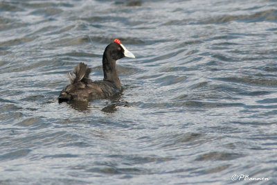 Foulque  crte, Red-knobbed Coot (Cape Town, 3 novembre 2007)