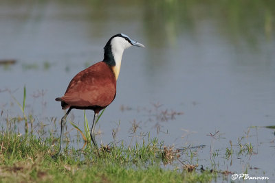 Jacana  poitrine dore, African Jacana (Rserve Mkhuze, 13 novembre 2007)