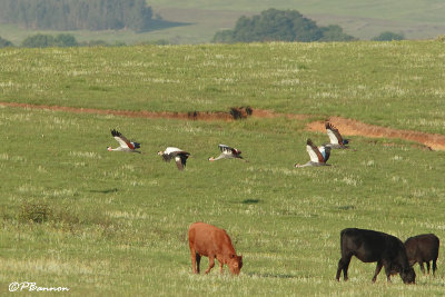 Grue royale, Grey crowned Crane (Underberg, 9 novembre 2007)