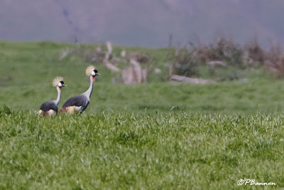 Grue royale, Grey crowned Crane (Underberg, 9 novembre 2007)