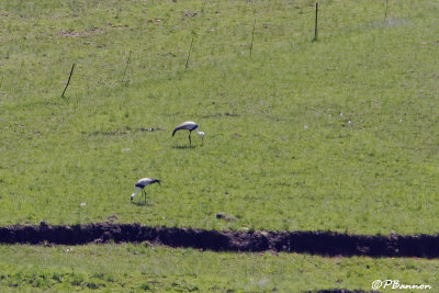 Grue caroncul, Wattled Crane (Underberg, 10 novembre 2007)