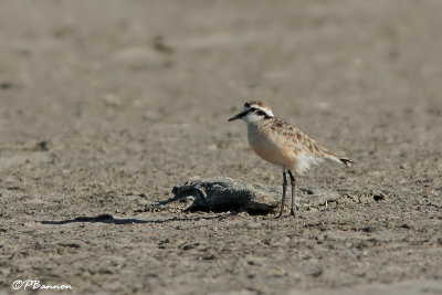 Pluvier pâtre, Kittliz's Plover (Langebaan, 6 novembre 2007)