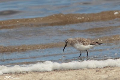 Bcasseau cocorli, Curlew Sandpiper (Langebaan, 7 novembre 2007)