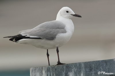 Mouette de Hartlaub, Hartlaub's Gull (Cape Town, 2 novembre 2007)