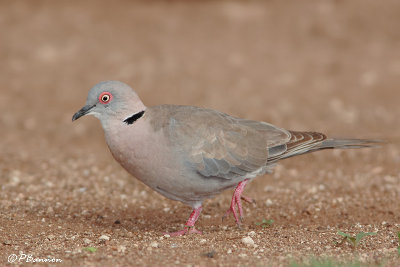 Tourterelle pleureuse, African Mourning Dove  (Parc Kruger, 19 novembre 2007)