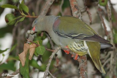 Colombar  front nu, African Green-Pigeon (Parc Kruger, 21 novembre 2007)