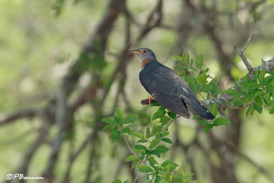 Coucou solitaire, Red-chested Cuckoo (Réserve Mkhuze, 14 novembre 2007)