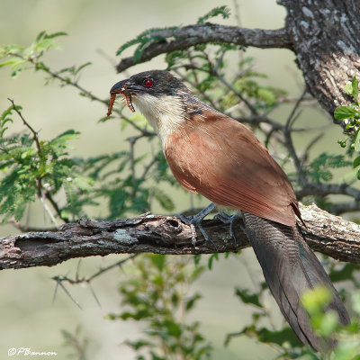 Coucal de Burchell, Burchell's Coucal (Réserve Mkhuze, 15 novembre 2007)