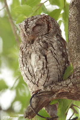 Petit-duc africain, African Scops-Owl (Parc Kruger, 21 novembre 2007)