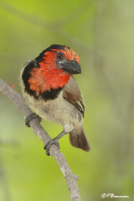 Barbican à collier, Black-collared Barbet (Parc Kruger, 21 novembre 2007)