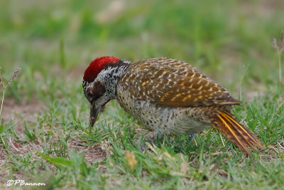 Pic de Bennett, Bennett's Woodpeecker (Parc Kruger, 21 novembre 2007)