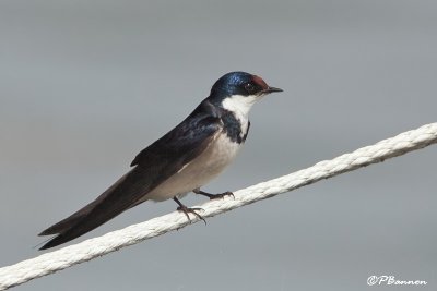 Hirondelle  gorge blanche, White-throated Swallow (Langebaan, 8 novembre 2007)
