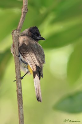 Bulbul tricolore,  Dark-capped Bulbul (Rserve Mkhuze, 13 novembre 2007)