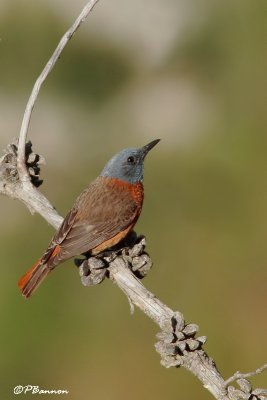 Monticole rocar, Cape Rock-Thrush (Langebaan, 6 novembre 2007)