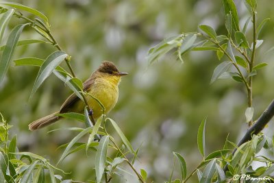 Chloropte jaune, Dark-capped Yellow Warbler (Wakkerstroom, 16 novembre 2007)