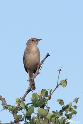 Cisticole strie, Croaking Cisticola (Parc Kruger, 19 novembre 2007)