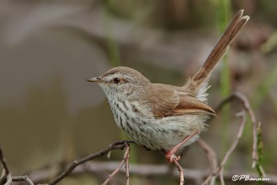  Prinia du Karoo, Karoo Prinia (Langebaan, 8 novembre 2007)