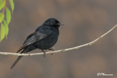 Gobemouche sud-africain, Southern Black Flycatcher (Wakkerstroom, 16 novembre 2007)