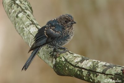 Gobemouche sud-africain, Southern Black Flycatcher (Wakkerstroom, 16 novembre 2007)