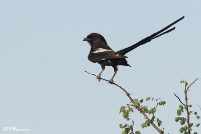 Cornivelle noir et blanc, Magpie Shrike (Parc Kruger, 19 novembre 2007)