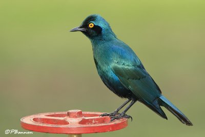 Choucador à oreillons bleus, Greater Blue-eared Starling (Parc Kruger,19 novembre 2007)