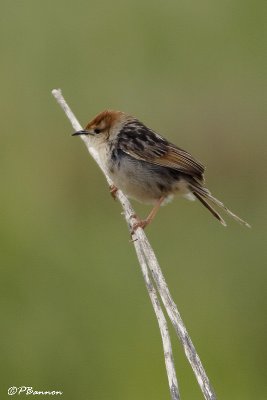 Cisticole à sonnette, Levaillant's Cisticola (Langebaan, 8 novembre 2007)