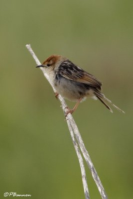 Cisticole  sonnette, Levaillant's Cisticola (Langebaan, 8 novembre 2007)