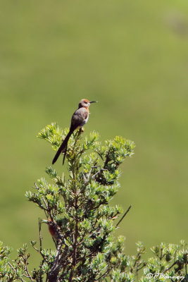 Promérops de Gurney, Gurney's Sugarbird (Sani Pass, 9 novembre 2007)