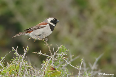 Moineau mlanure, Cape Sparrow (Rserve de Hoop, 4 novembre 2007)