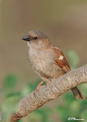 Moineau sud-africain, Southern Grey-headed Sparrow (Parc Kruger,20 novembre 2007)