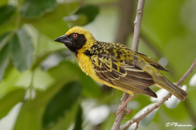 Tisserin gendarme, Village Weaver (Parc Kruger, 18 novembre 2007)