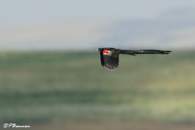 Euplecte  longue queue, Long-tailed Widowbird   (Underberg,10 novembre 2007)