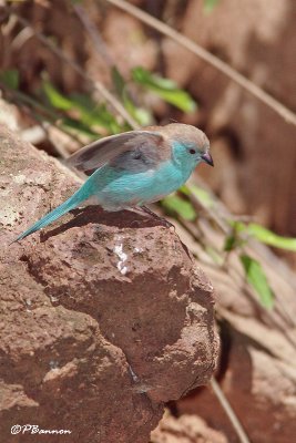 Cordonbleu de l'Angola, Blue Waxbill (Rserve Mkhuze, 13 novembre 2007)