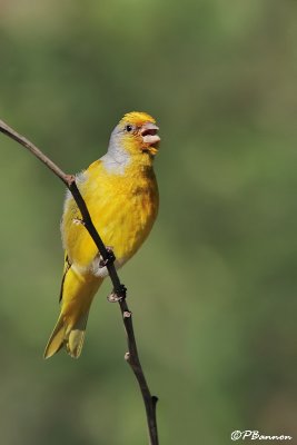 Serin du Cap, Cape Canary (Underberg, 10 novembre 2007)