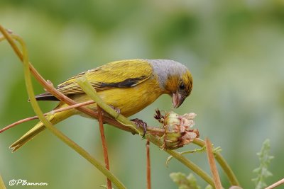 Serin du Cap, Cape Canary (Underberg, 10 novembre 2007)