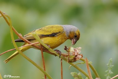 Serin du Cap, Cape Canary  (Underberg, 10 novembre 2007)