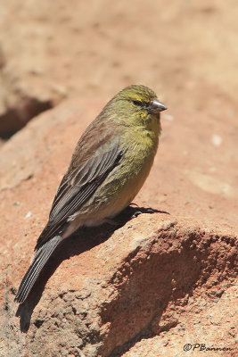 Serin de Symons, Drakensberg Siskin (Lesotho, 9 novembre 2007)