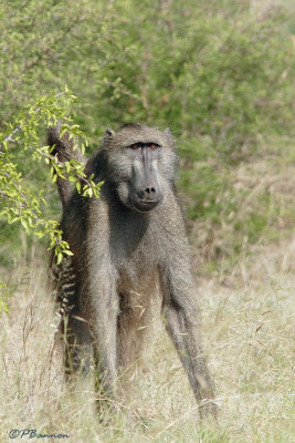 Babouin chacma, Chacma Baboon (Parc Kruger, 18 novembre 2007)