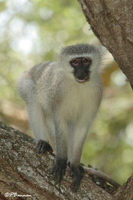 Vervet, Vervet Monkey (Réserve Mkhuze, 14 novembre 2007)